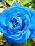 BlueRose99
