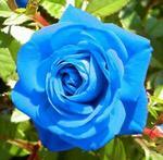 BlueRose99