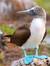 Blue-Footed Booby
