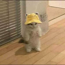 Ari