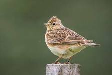 জান্নাতে