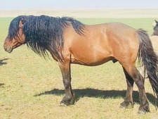 Б. Түвшинжаргал