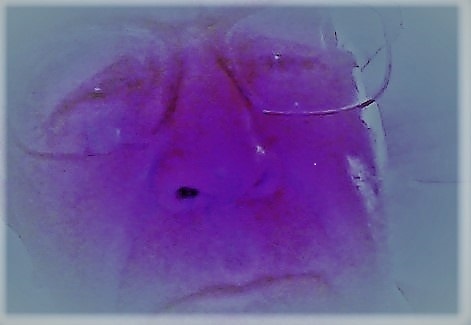 Goodreads profile picture for @williams