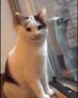 Wickie