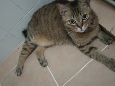 Mala
