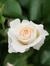 White  Flower