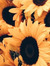 sunflow...