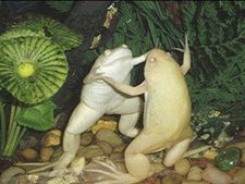 Danielė Buivydaitė