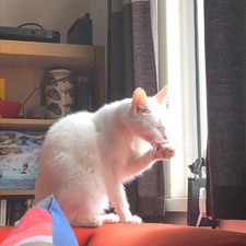 fran 