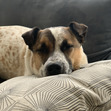 Bella