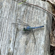 Dragonflygrl21