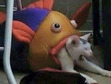 fish cat