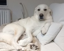 Lime Street Labrador