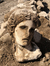 dionysus