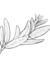 Sage Reed