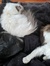 The Cats’ Mother