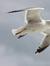 Seagull