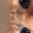 Elodie