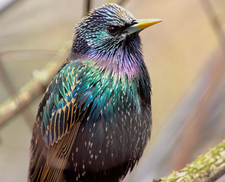 Starling