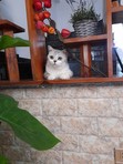 caonhungchi