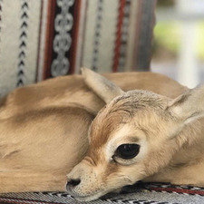 غيداء عبدالله