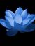 blue_lotus