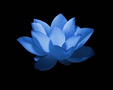 blue_lotus