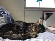 Nima