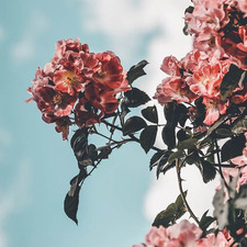 ˗ˋˏ ♡ ˎˊ˗   Ella   ˗ˋˏ ♡ ˎˊ˗