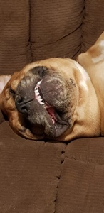 Reepicheep