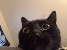 แฟ้ม กาหลง