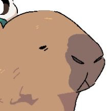 itsyourcapybara!!