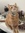 Surgeon General Housecat