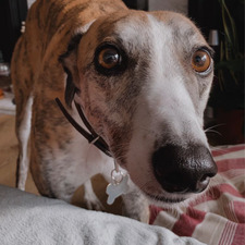 Molly