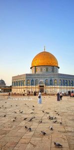 ساندي محمود