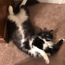 Tyler Christopher Devlin