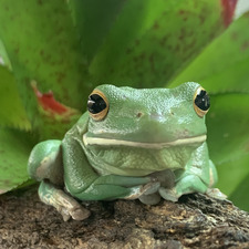 cameron  Kate o’brien