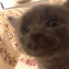 Ava