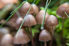 Mondogrowkits