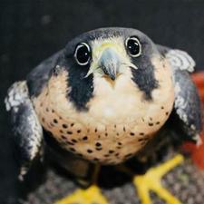 Peregrine