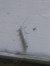 Bombus