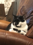 Cameron