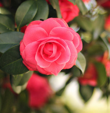 سلمى أبوطالب