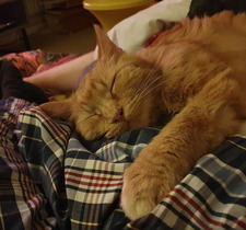 Jake Pygott - Barnes