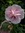 Rose Of Sharon 