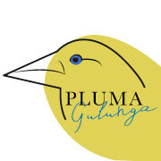 Pluma Gulunga
