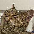 Maya