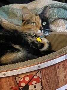 Bunnycat