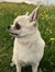Shona