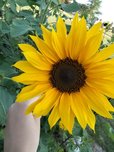 Summer